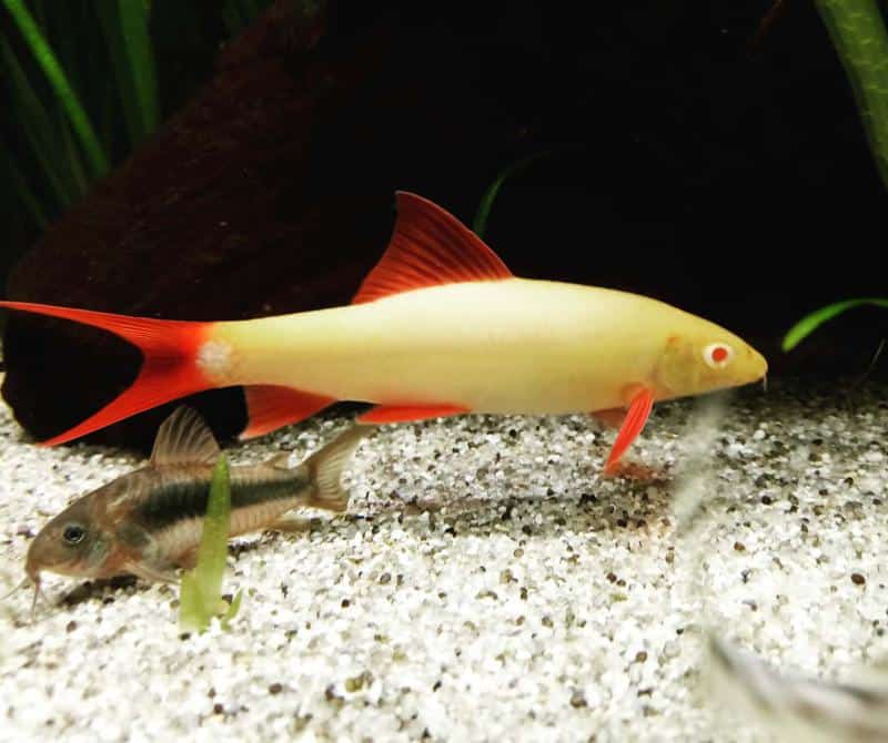 Albino Rainbow Shark