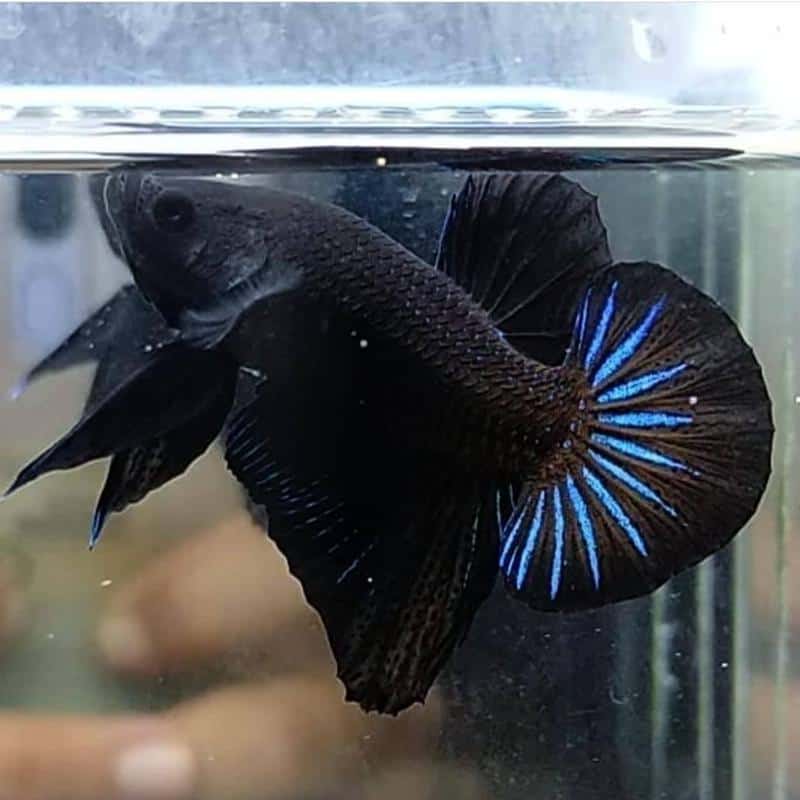 Black Orchid Betta