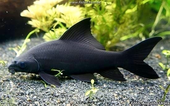 Black Shark