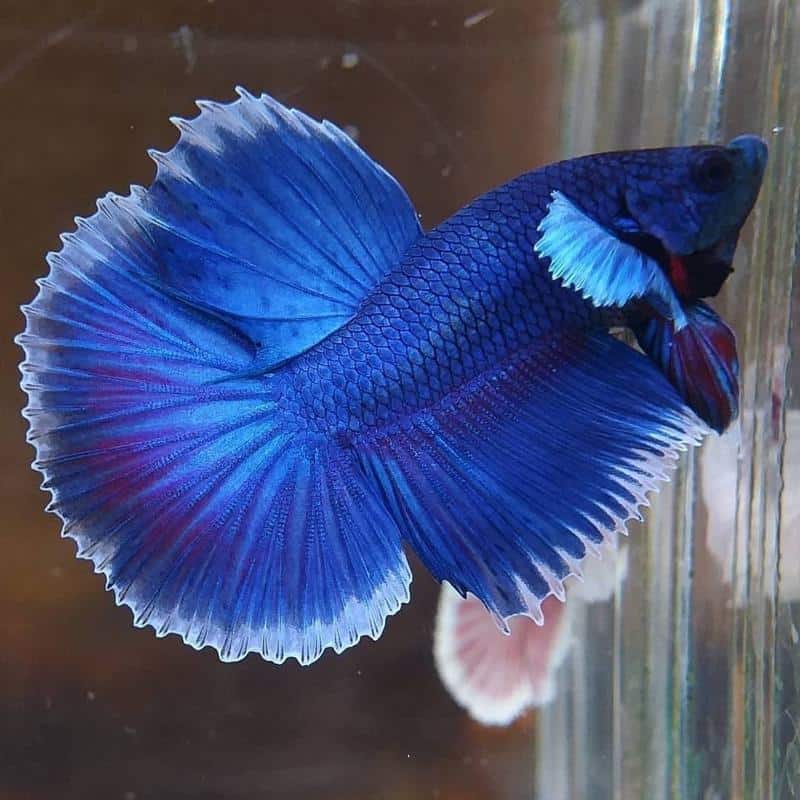 Blue Betta