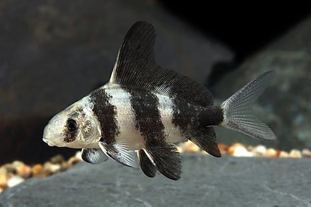 Chinese High-Fin Banded Shark