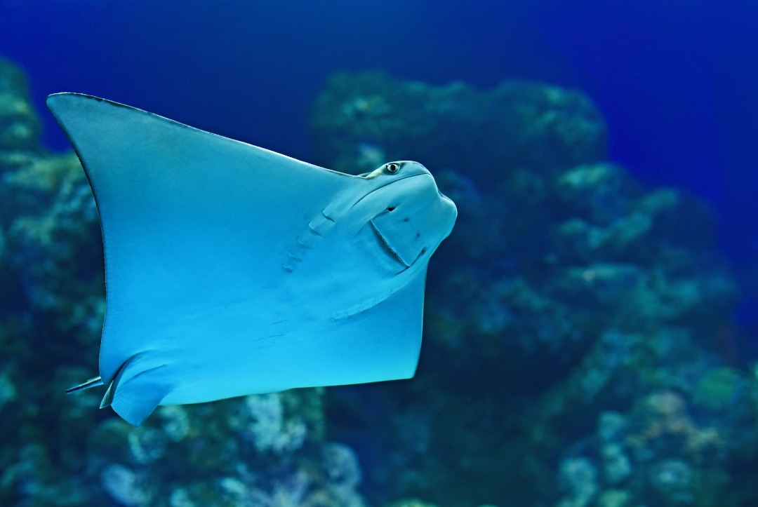 Cownose Ray