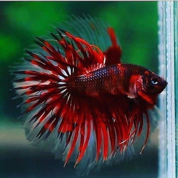 Crowntail