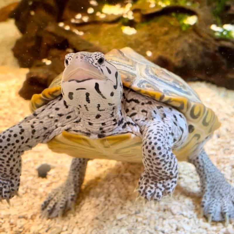 Diamondback Terrapin