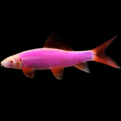 Galactic Purple Glofish Shark