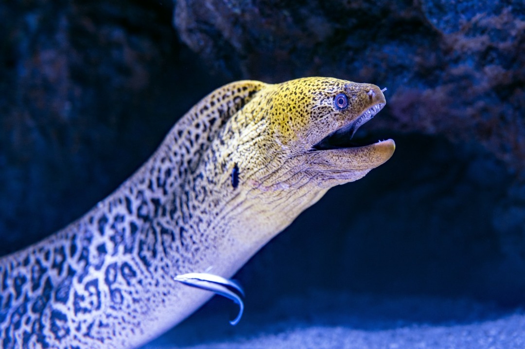 Moray Eels 1