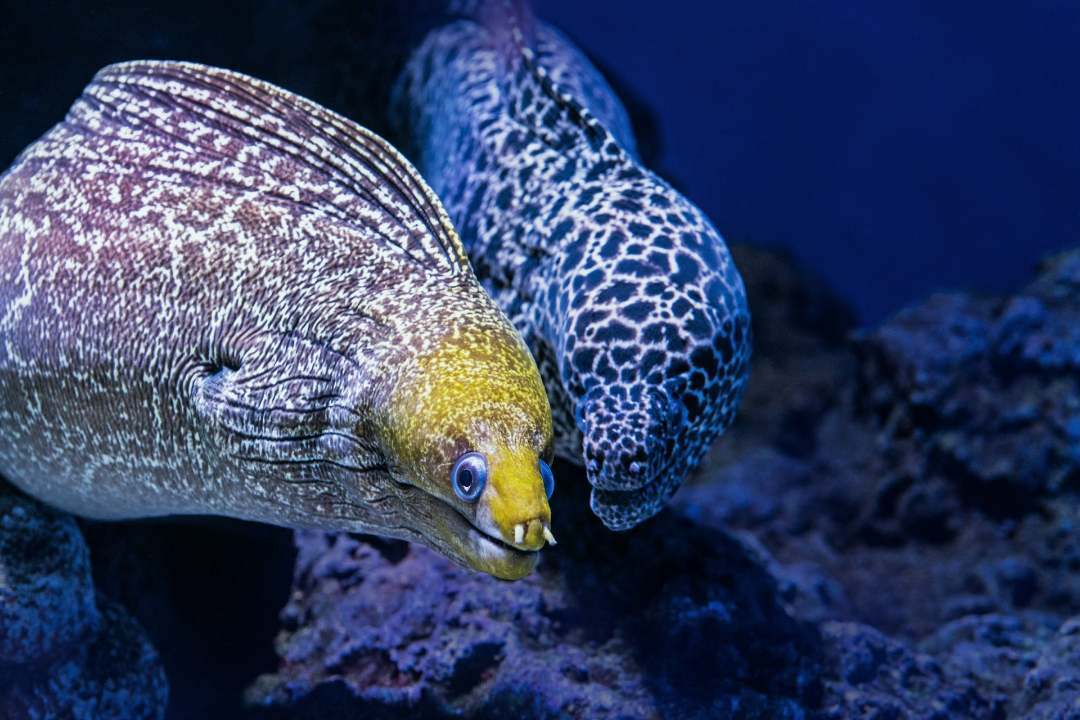 Moray Eels