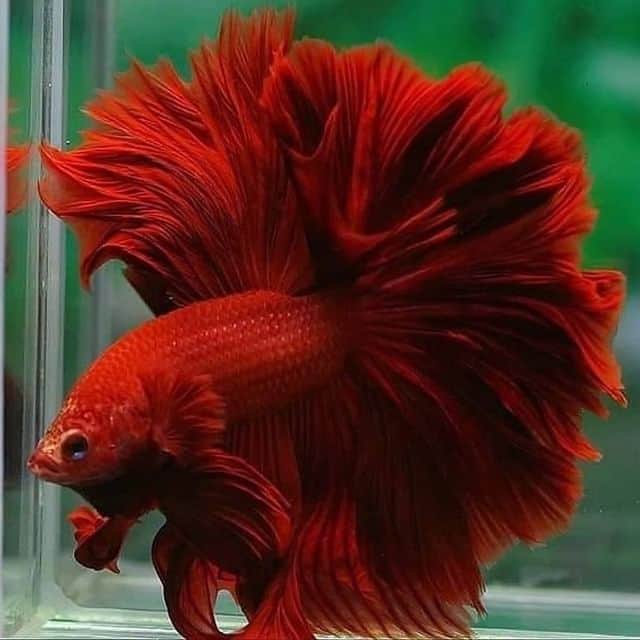 Red Betta