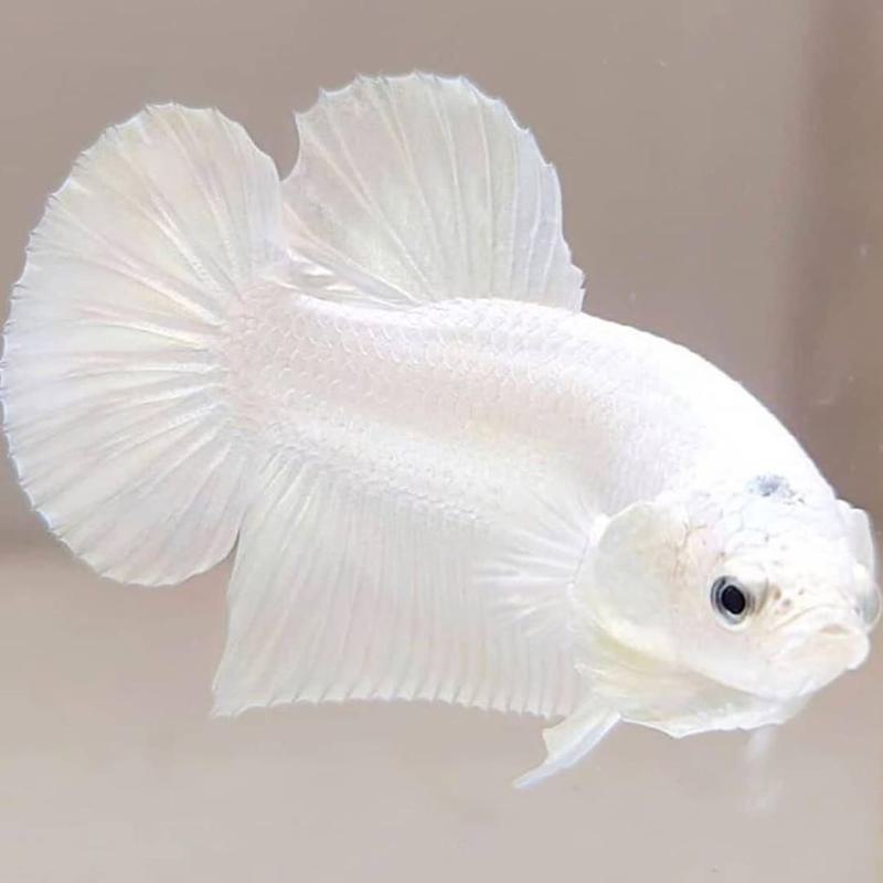 White Betta