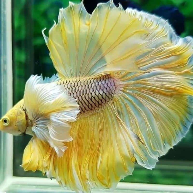 Yellow Betta