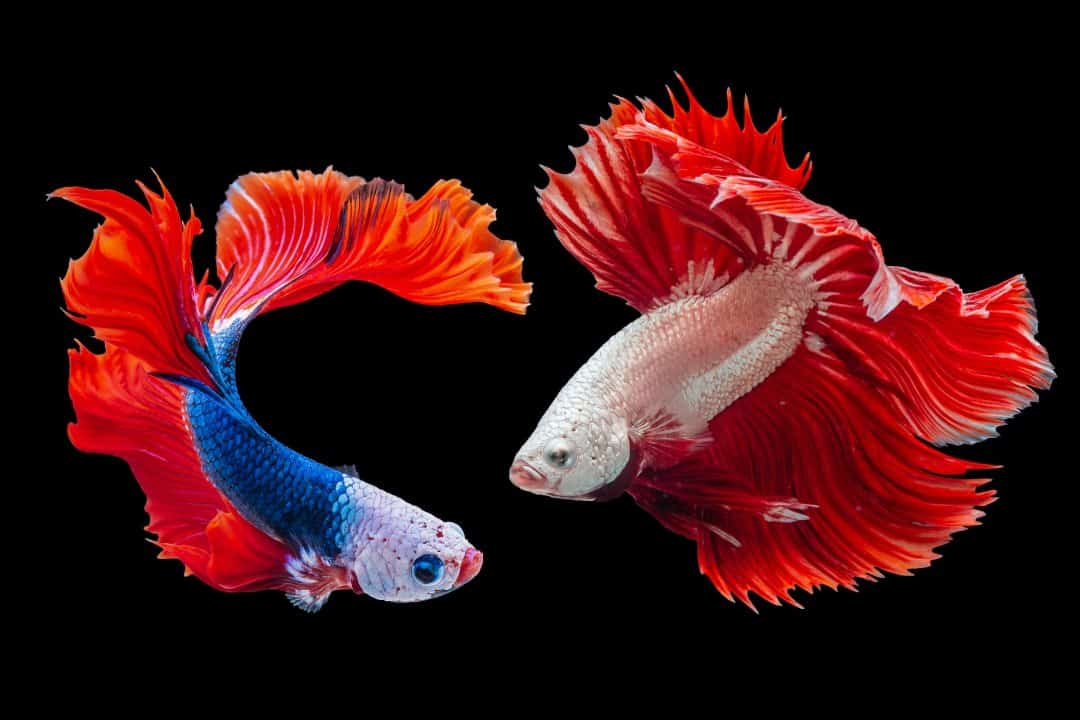 types of betta fish