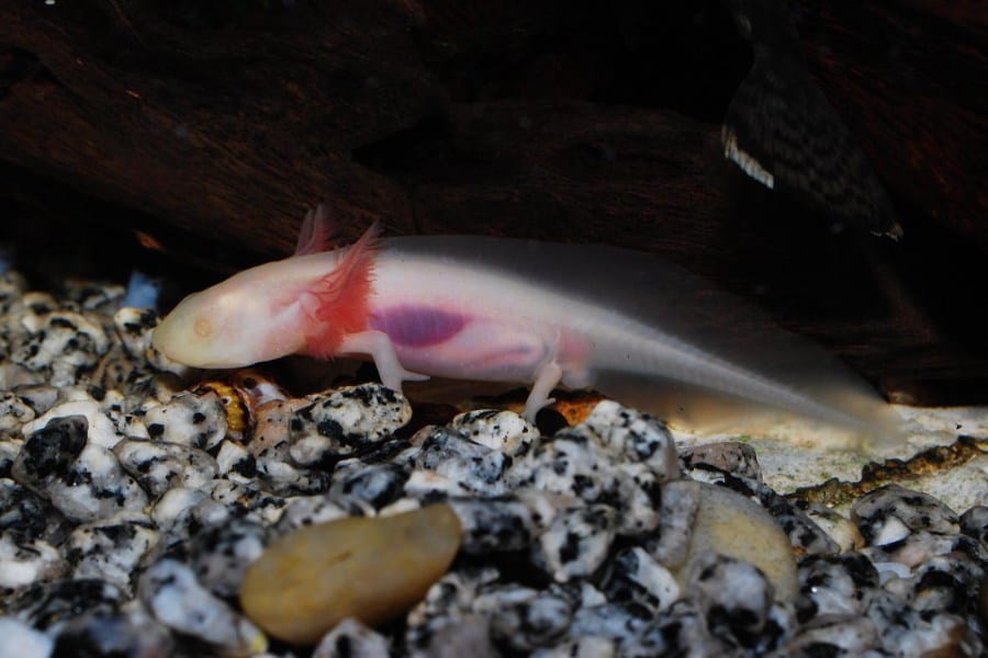 Baby Axolotl