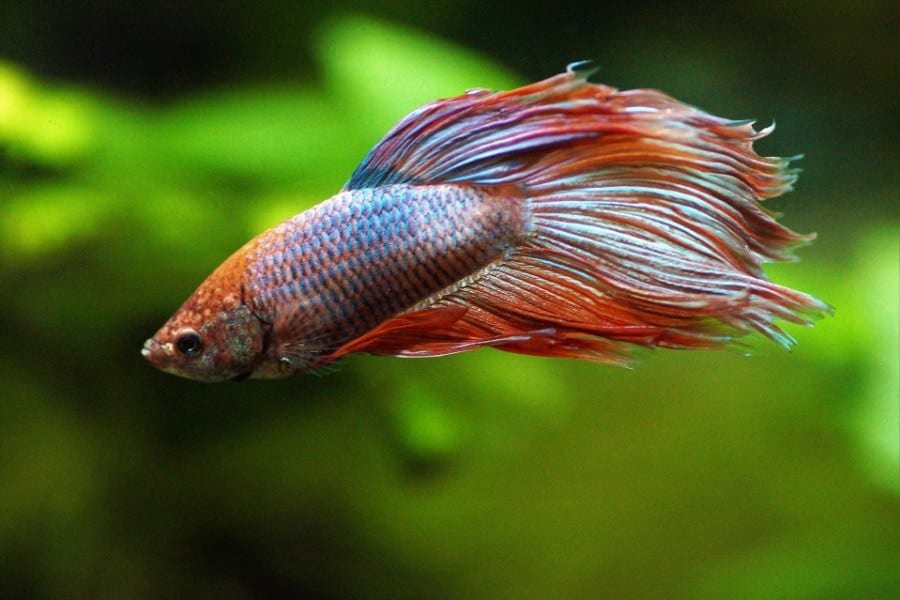 Betta Fish Swimming Sideways