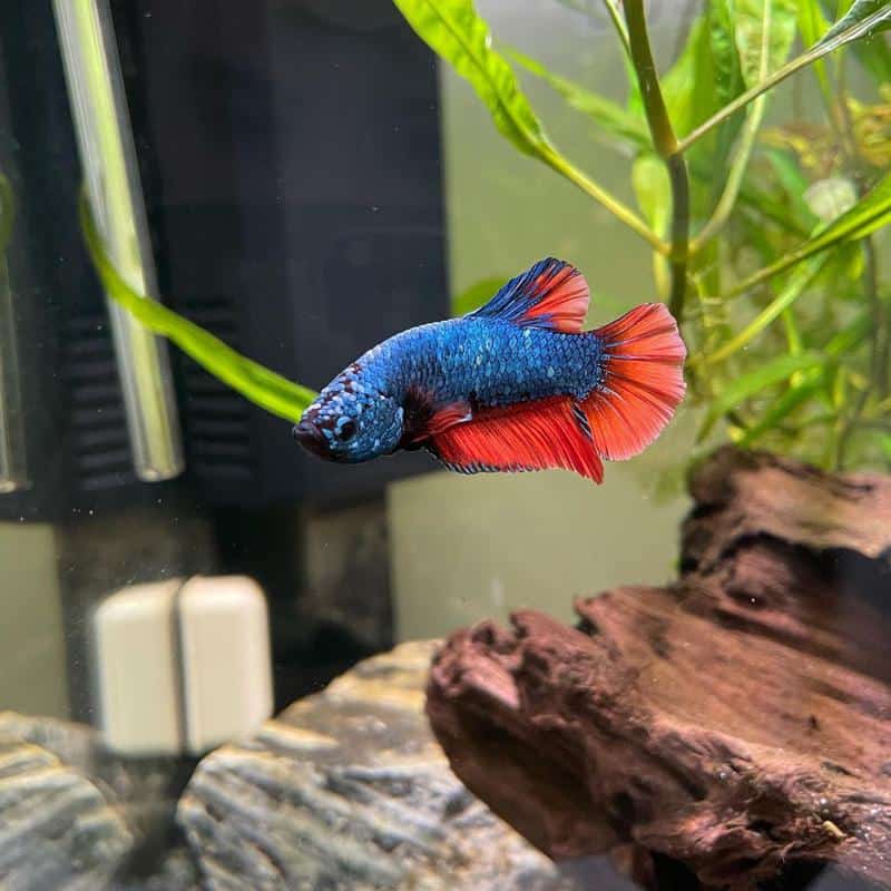 Bicolor Betta