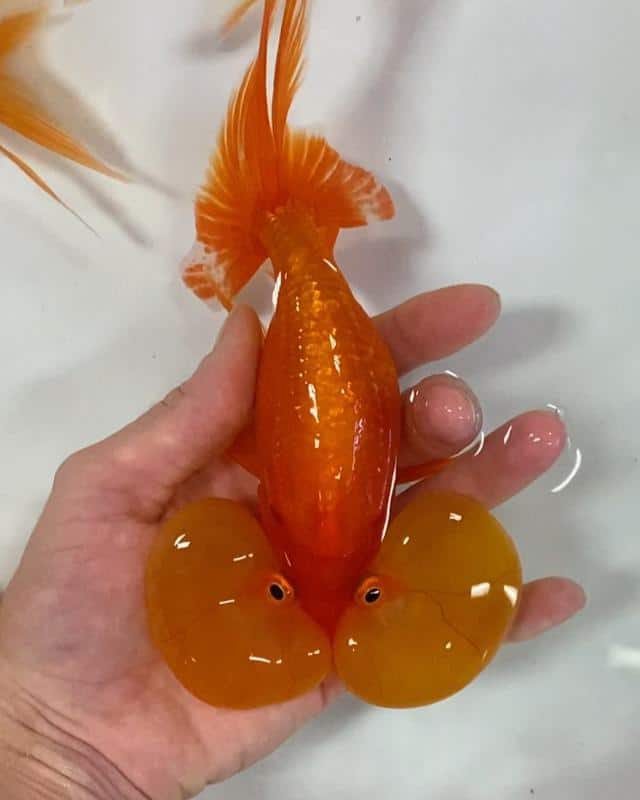 Bubble Eye Goldfish