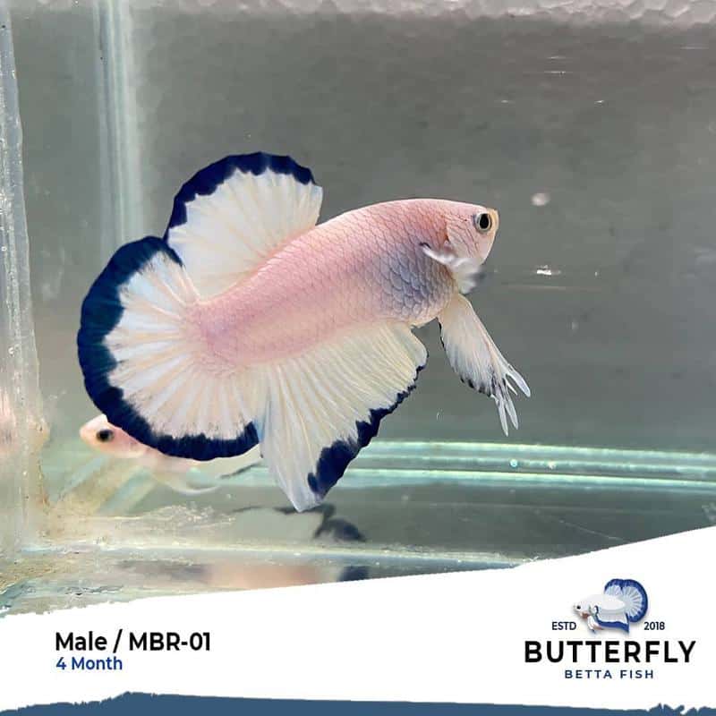 Butterfly Betta