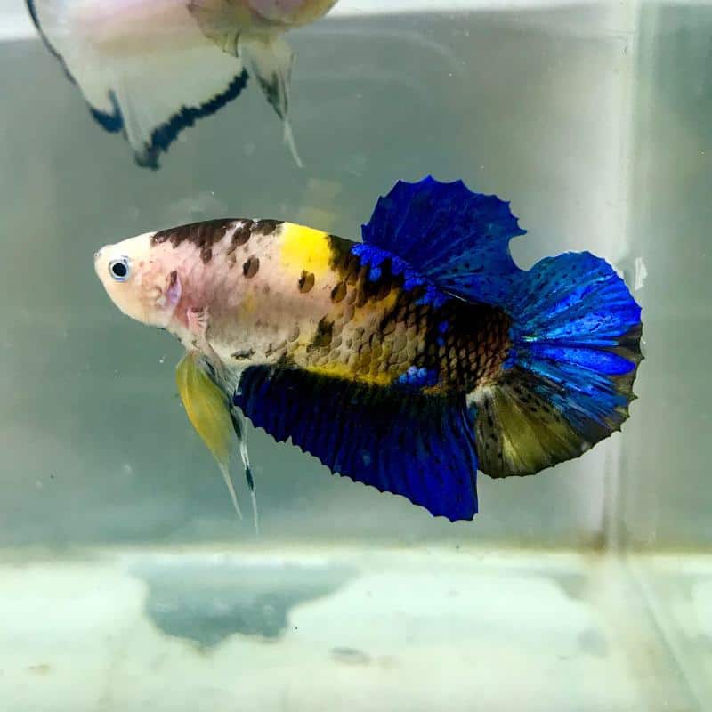 Cambodian Betta