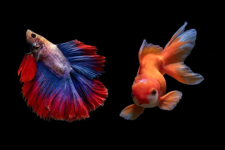 Can Betta Fish Live with Goldfish