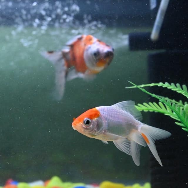 Do Goldfish Need an Air Pump Oxygen Requirement