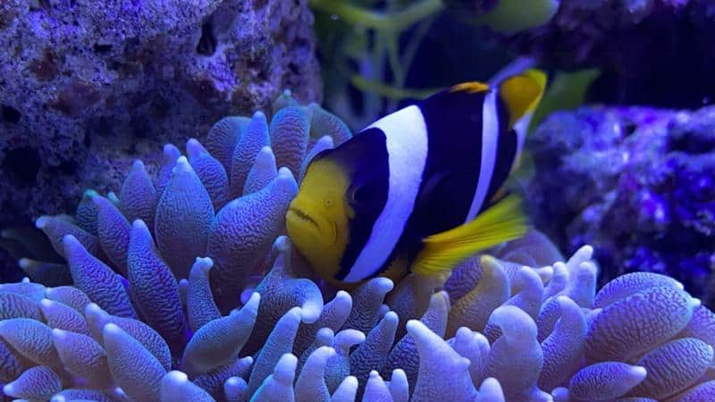 Clarkii Clownfish