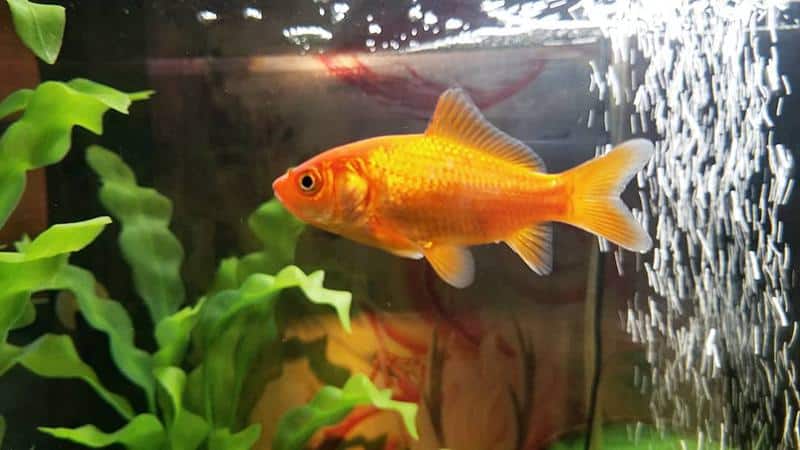 Common Goldfish