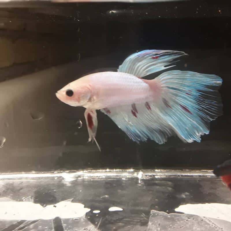 Dalmatian Betta