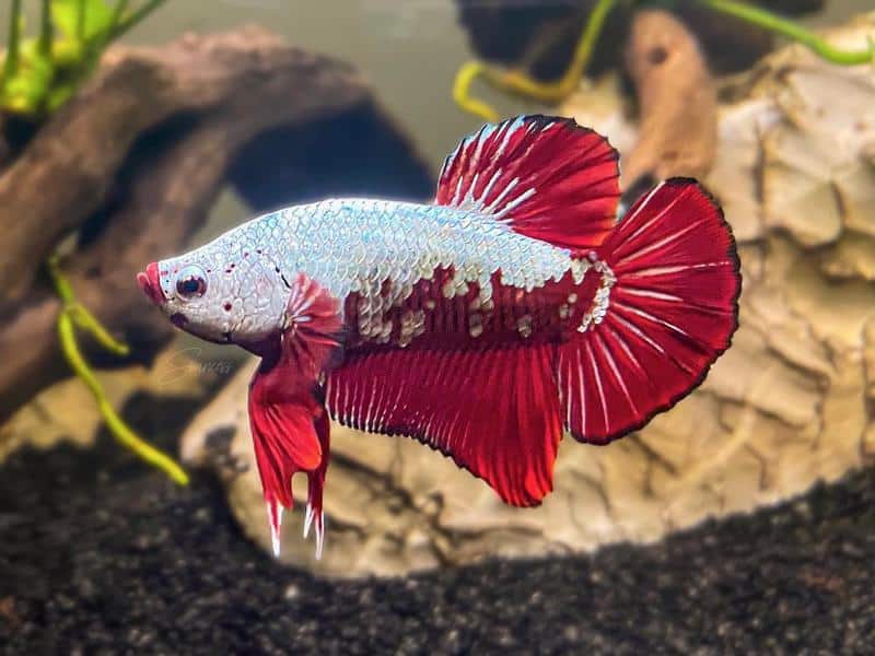 Dragon Scale Betta