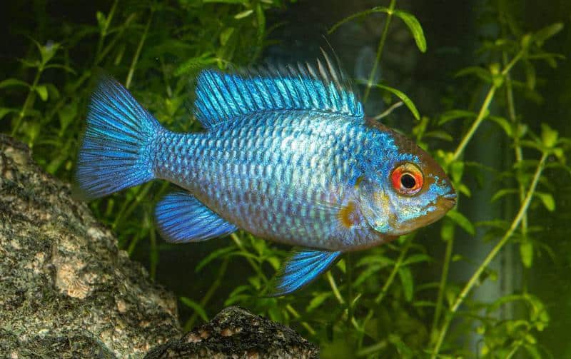 Electric Blue Ram Appearance