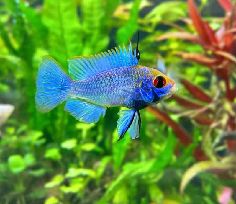 Electric Blue Ram Behavior