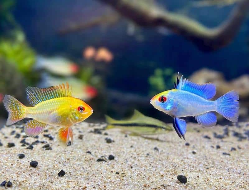 Electric Blue Ram Tank Mates