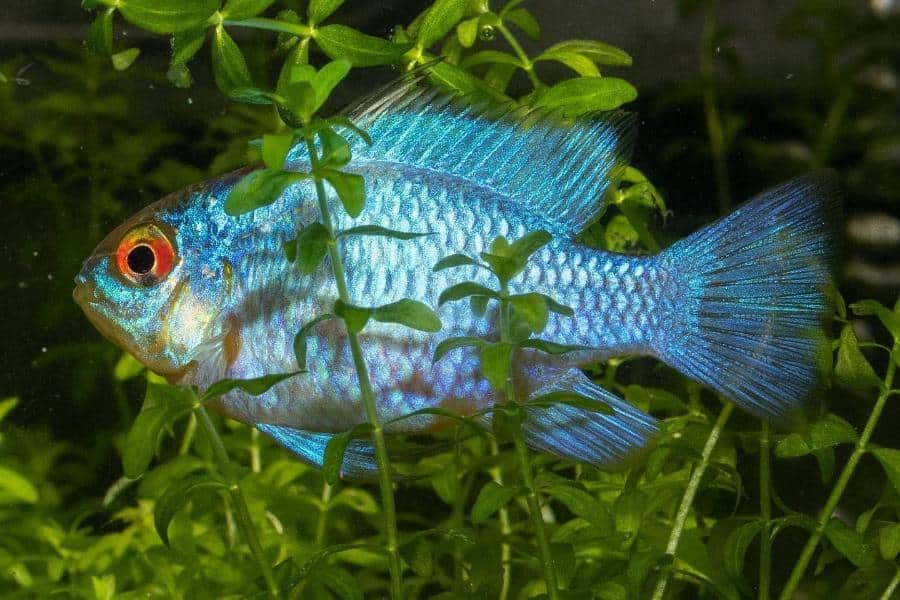 Electric Blue Ram