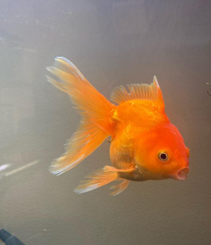 Fantail Goldfish