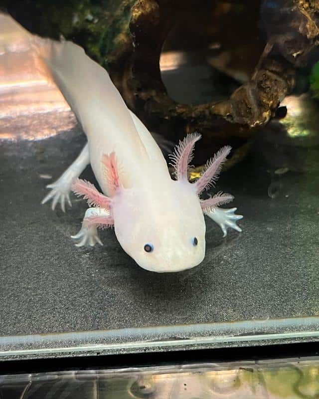 GFP Axolotls Care