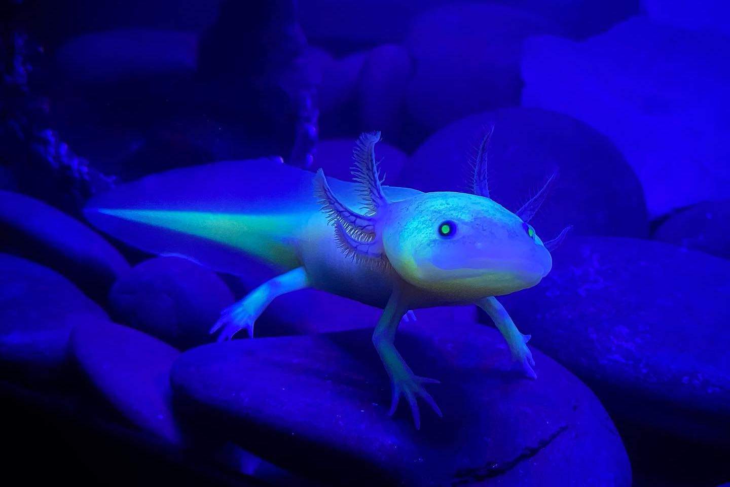 GFP axolotl