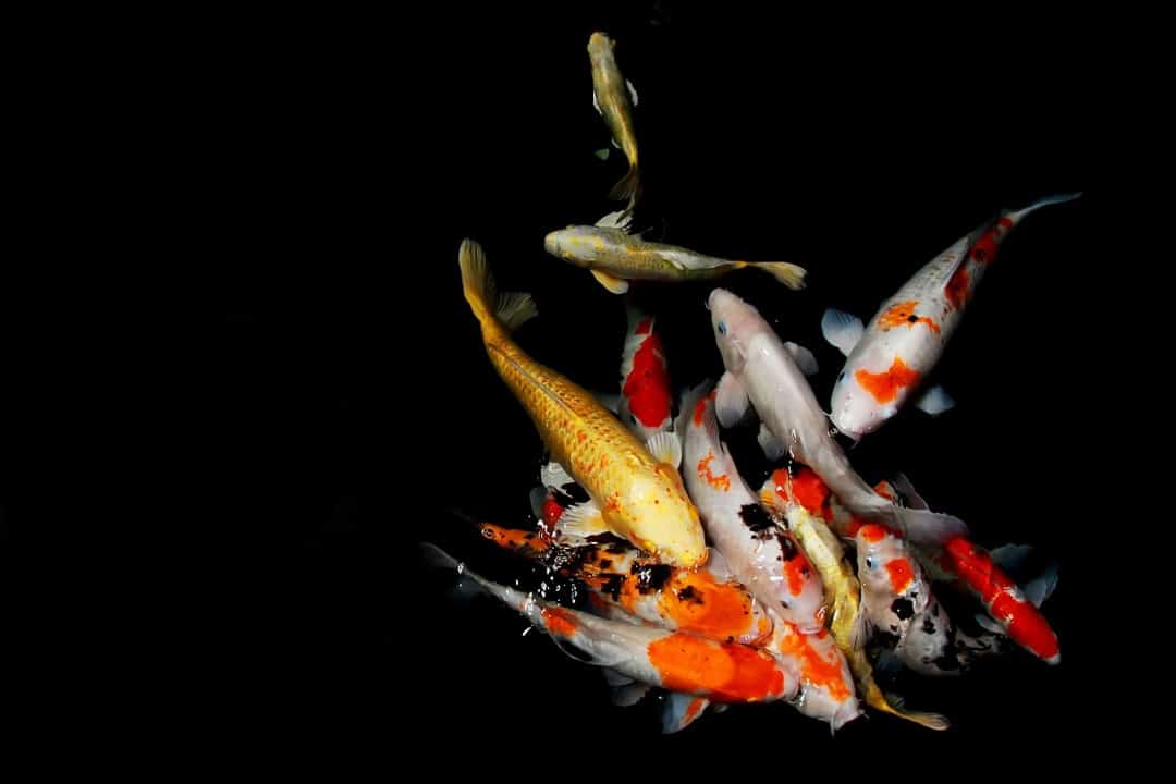 How Big Do Koi Fish Get