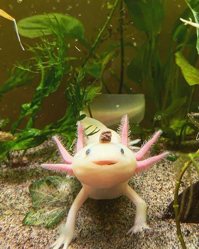 How Do Axolotls Breed