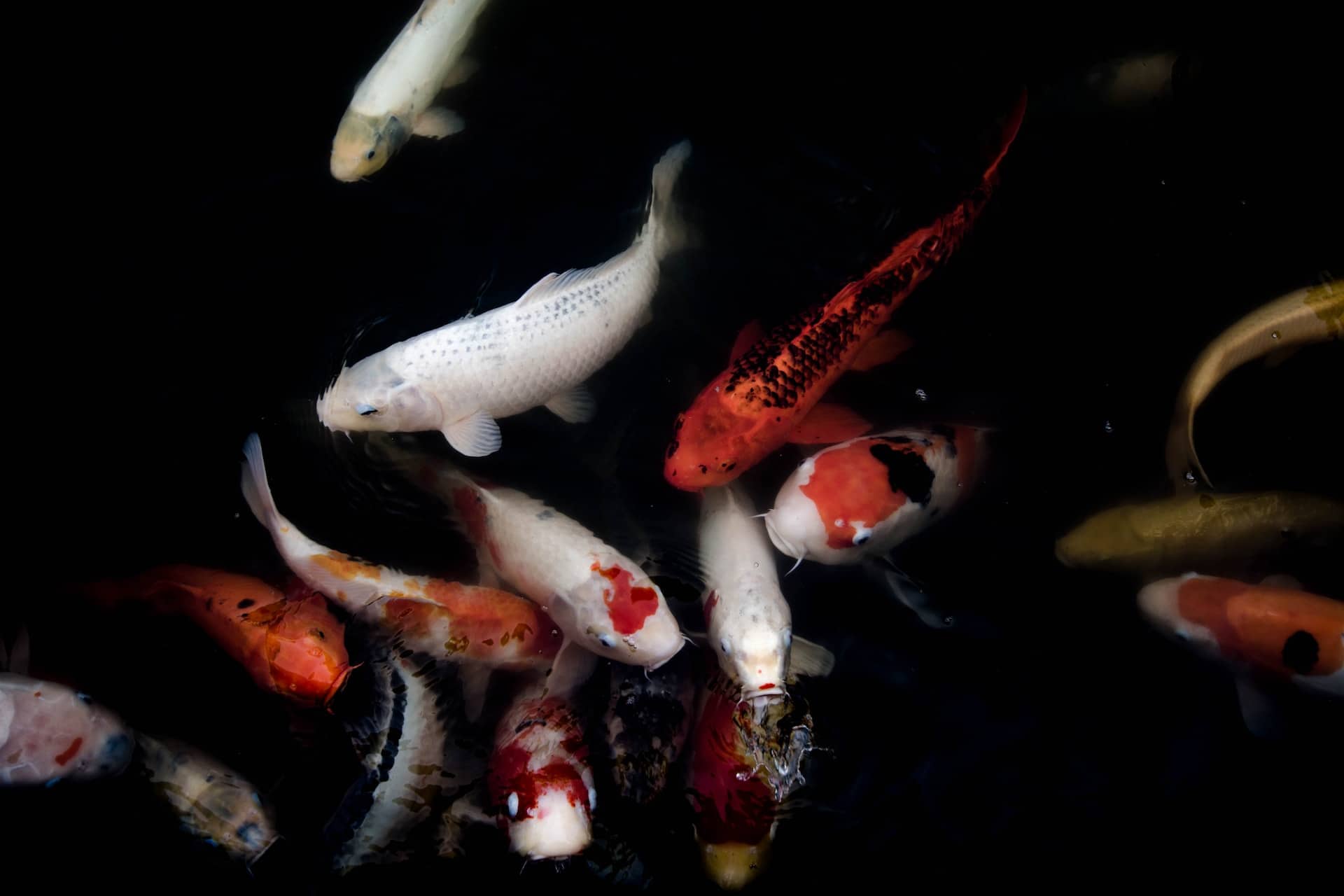 How Fast Do Koi Fish Grow