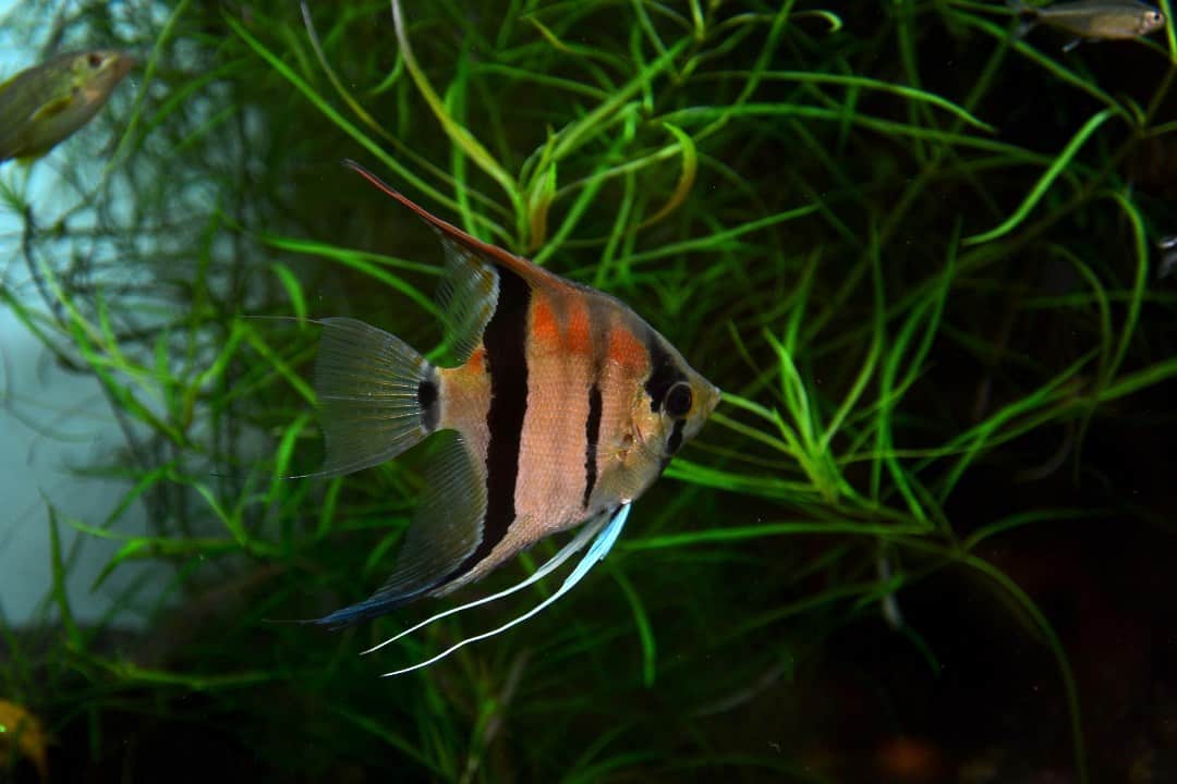 How Often Do Angelfish Lay Eggs