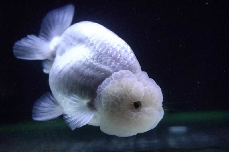 Lionhead Goldfish