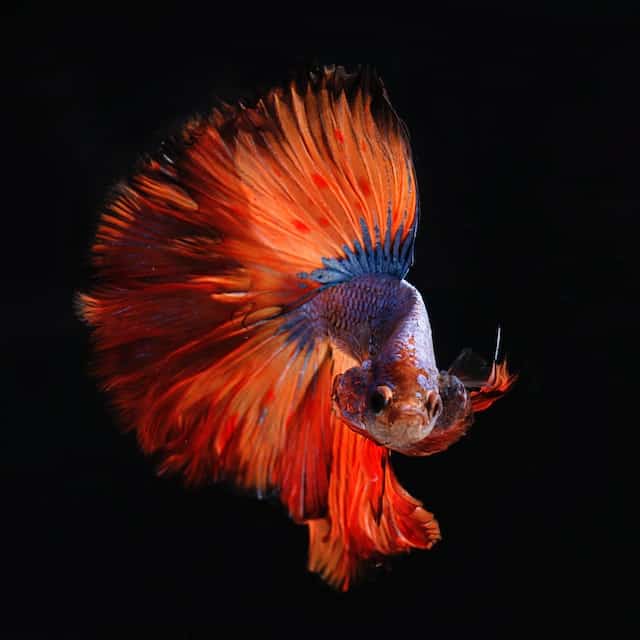 Male Betta Fish