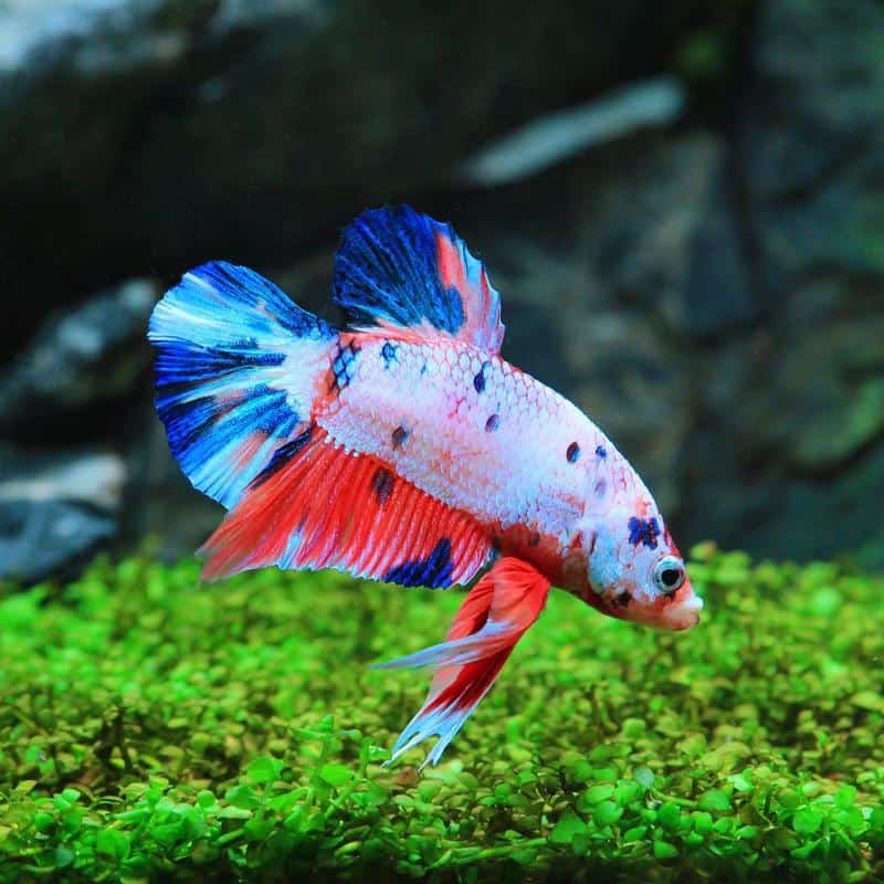 Marble Betta