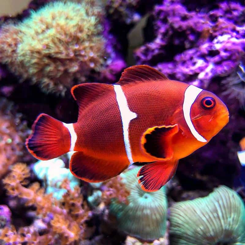 Maroon Clownfish