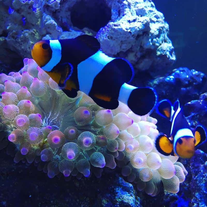 Mocha Clownfish