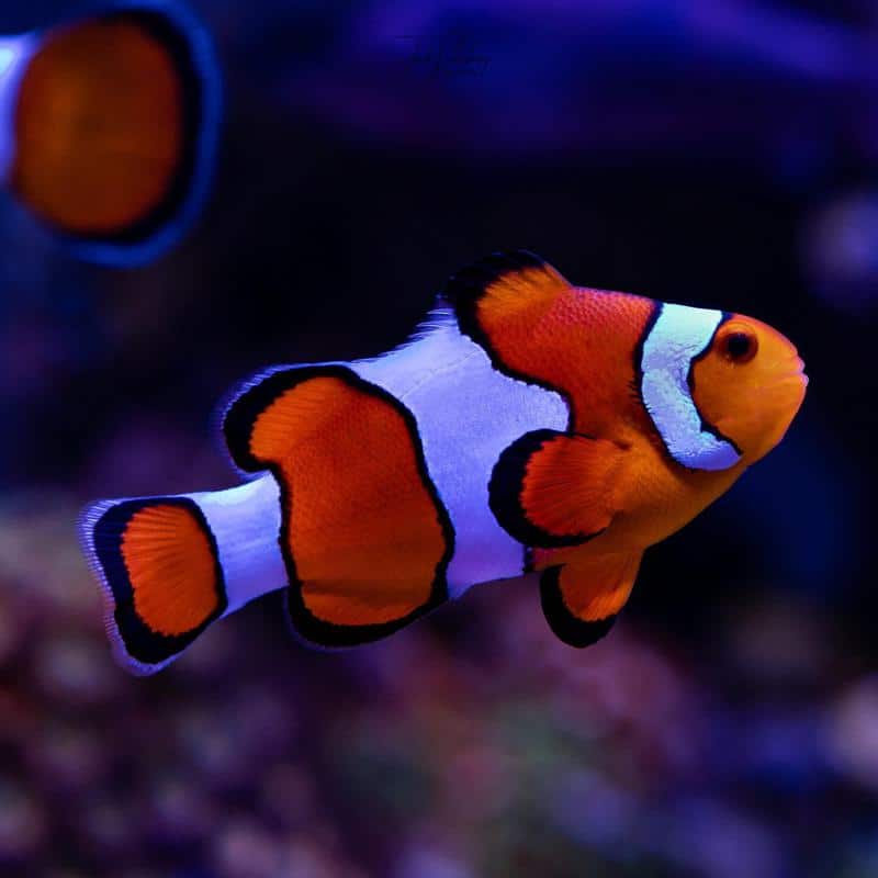 Ocellaris Clownfish