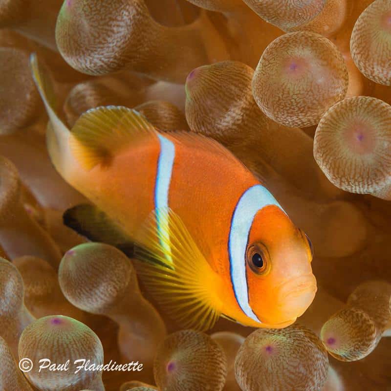 Oman Clownfish