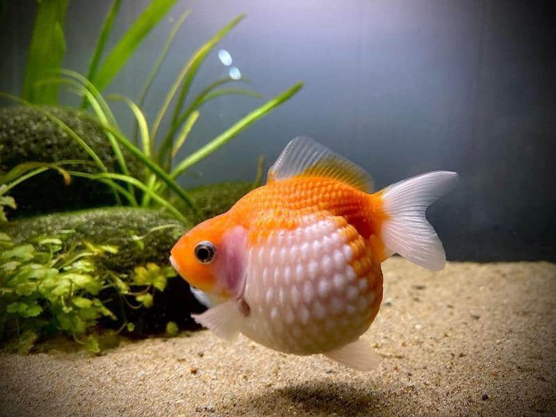 Pearlscale Goldfish