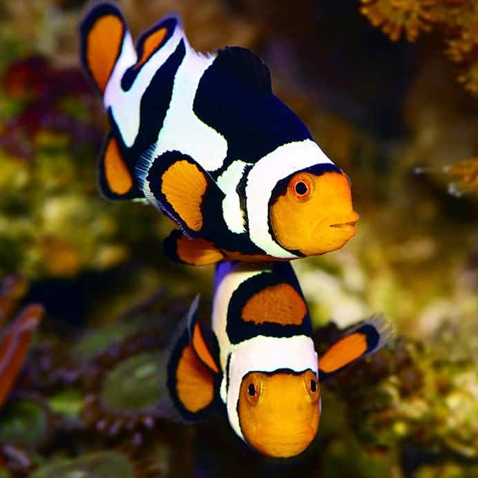 Picasso Clownfish