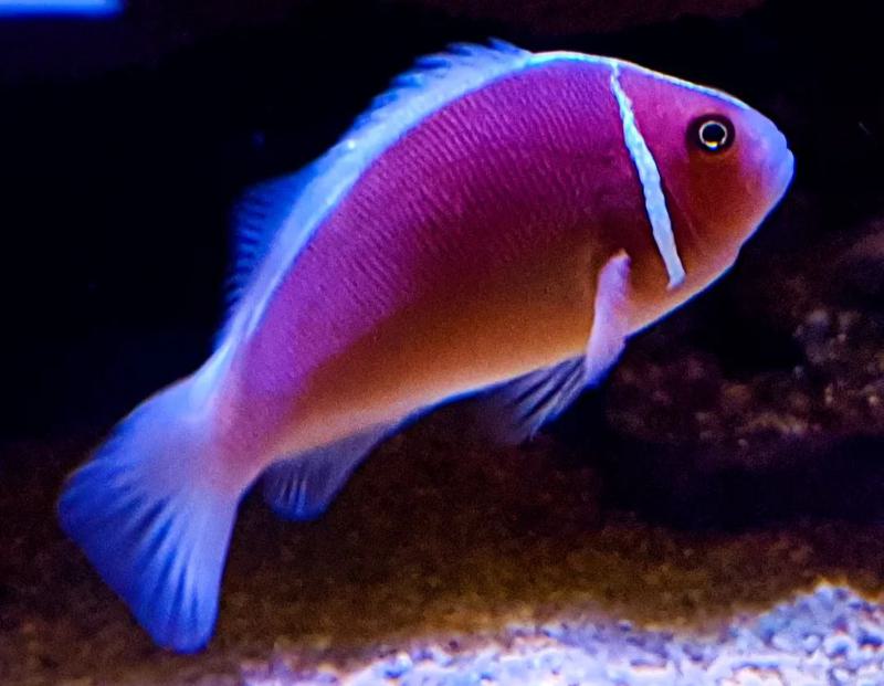 Pink Skunk Clownfish