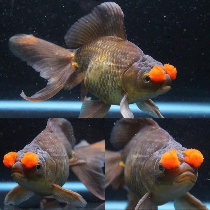 Pompom Goldfish