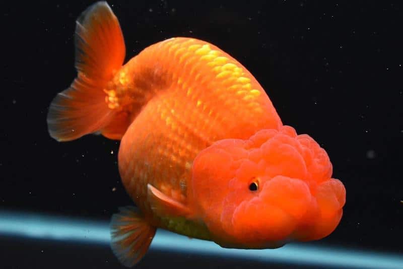 Ranchu Goldfish